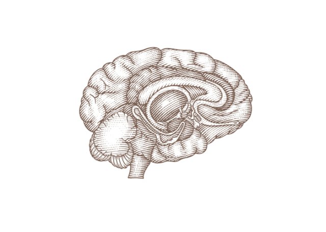 brain cutaway